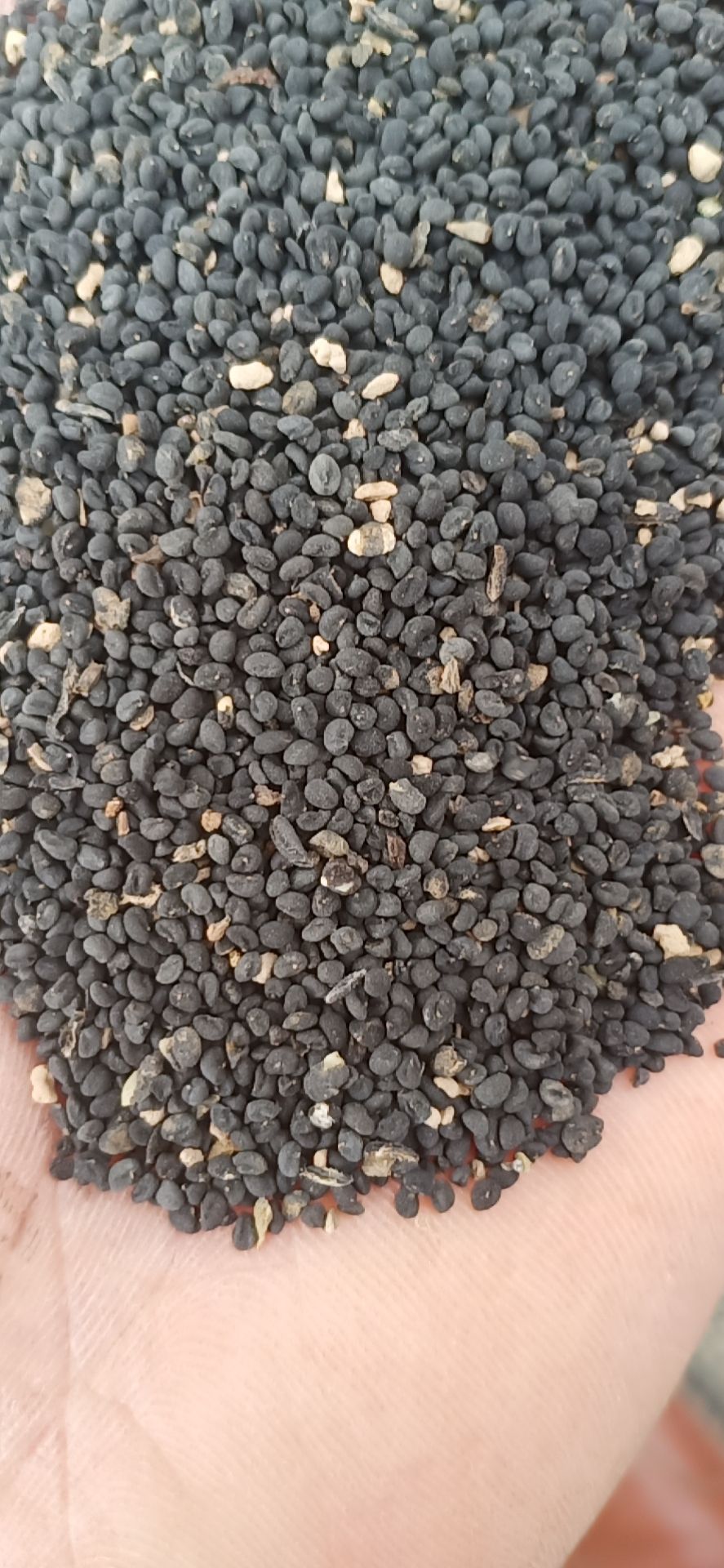 黄芩种子，纯新毛货