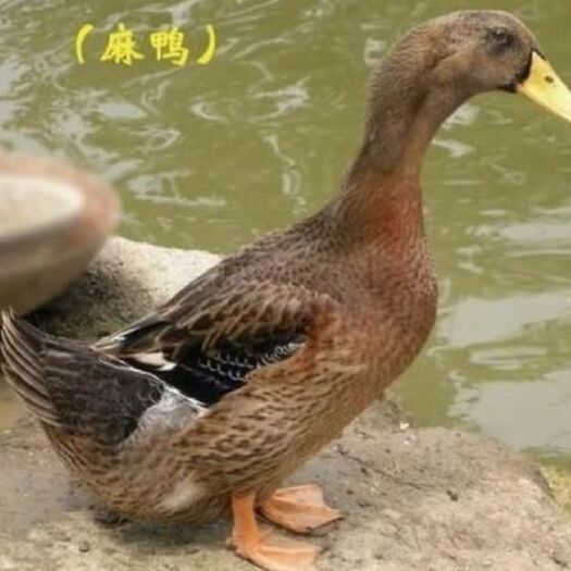 正品大种麻鸭苗、青头鸭苗直销，包邮
