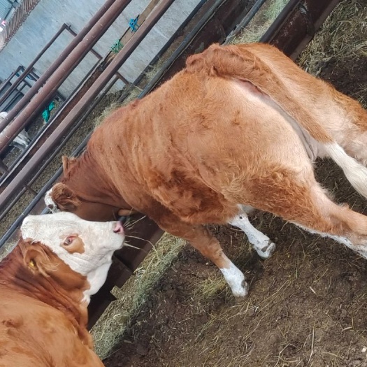 张北县肉牛  小公牛