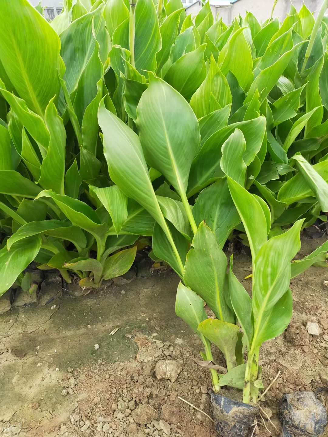 粉美人蕉  红黄美人蕉  水生美人蕉 农户直发 品质好价格低