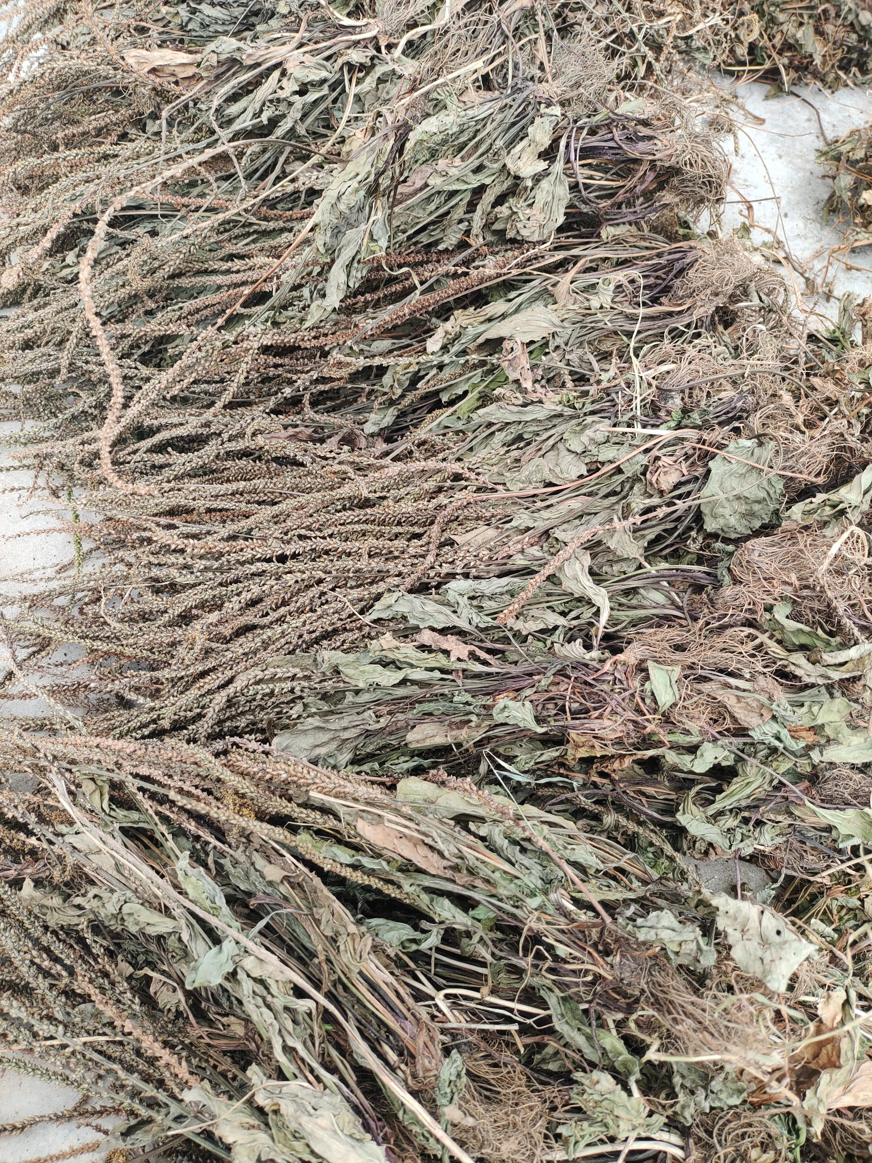 车前草 非种植 水洗扎把 颜色好 质量保证一手货源 量大从优