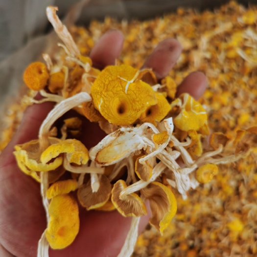 鸡油菌，榆黄蘑，剪脚烘干，色泽金黄，R
