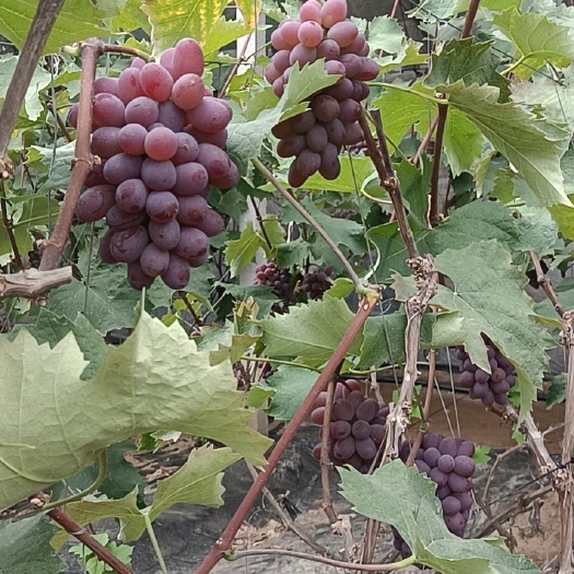 庄河市玫瑰香葡萄  粒大 甜