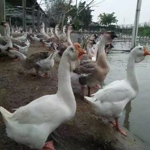 南宁大种汕头头鹅苗、大灰鹅苗，快递发货，包邮