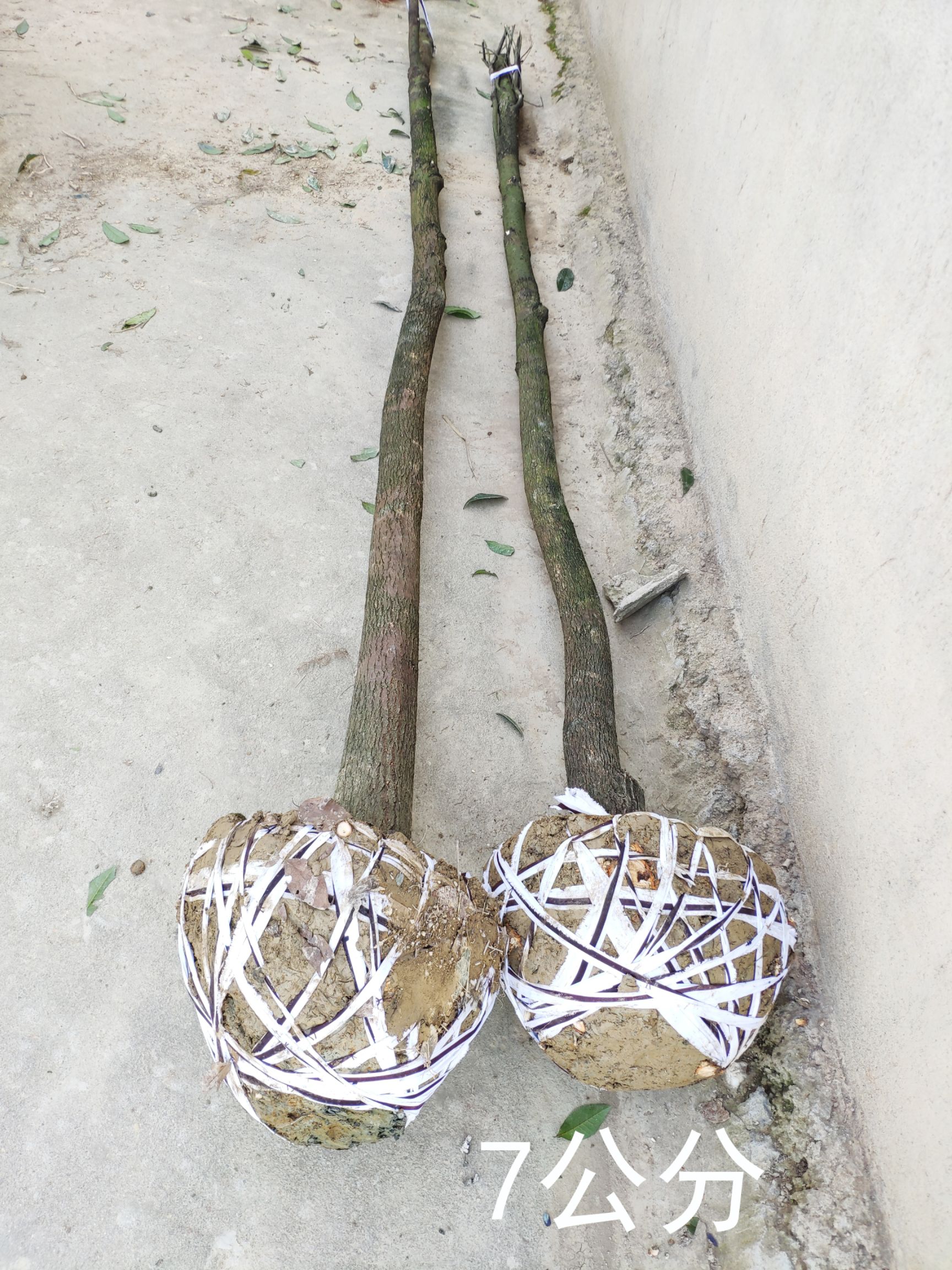 截杆香樟树庭院绿化四季常青发帽用树城市行道布景小区吸尘大叶