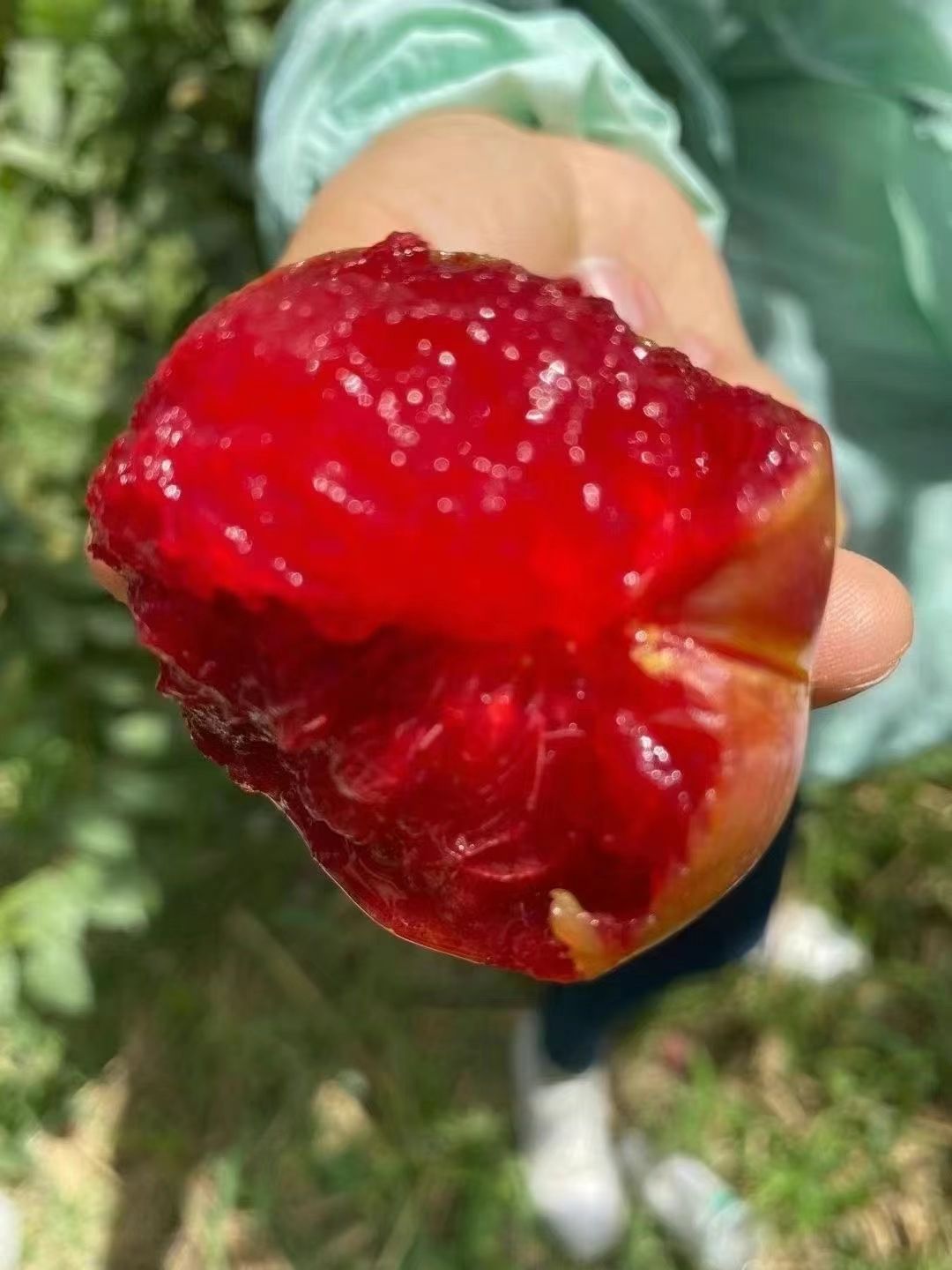 新品恐龙蛋味蒂新疆阿克苏目前国内最好吃的李子之一批发团购大量