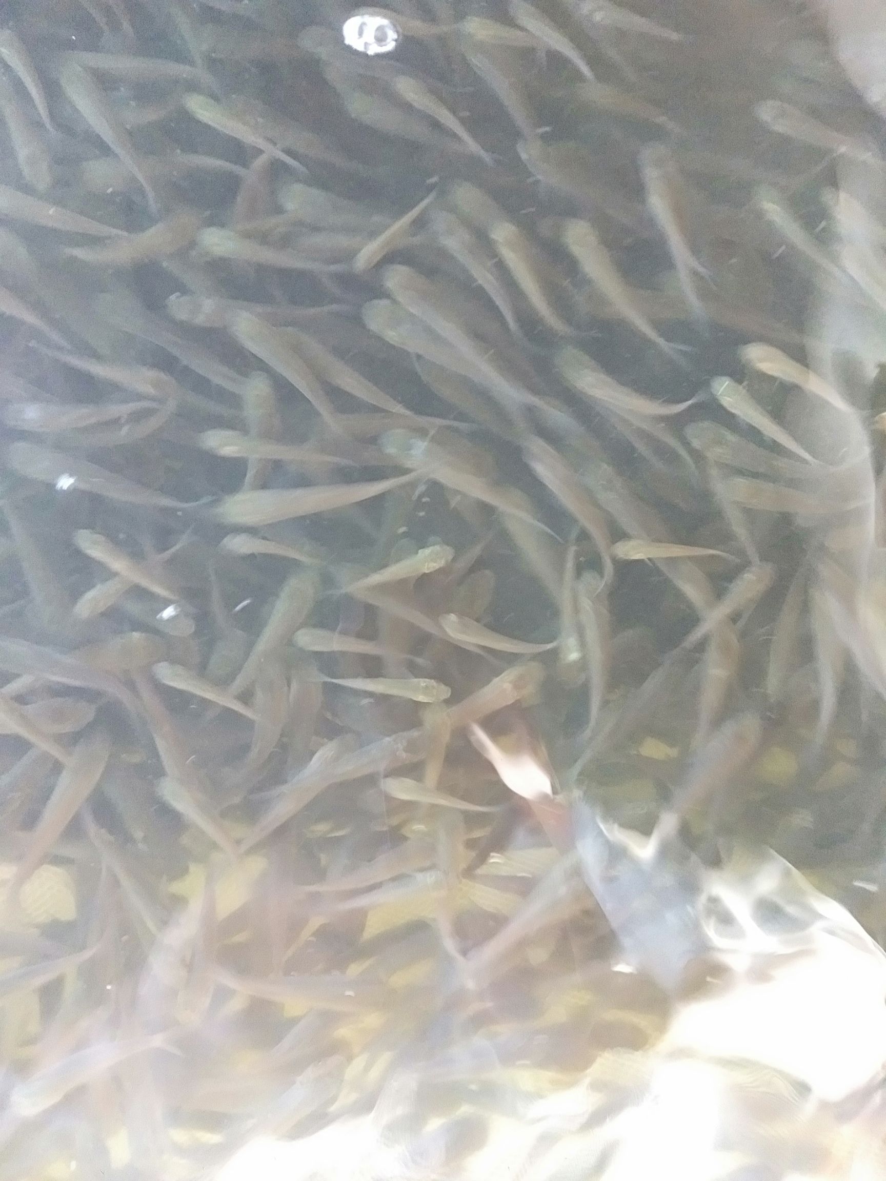 草鱼苗  草鱼鲩鱼苗