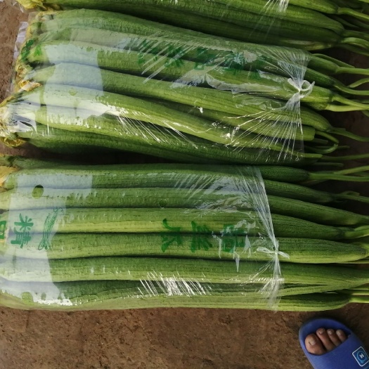濮阳县 鲜花丝瓜