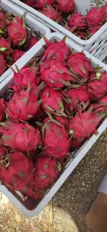 金都一号火龙果 金都一号 软枝大红大量供应。统果一块一。有意向的老板联系我。