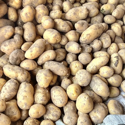 文水县荷兰土豆  精品土豆出售，量大优先。