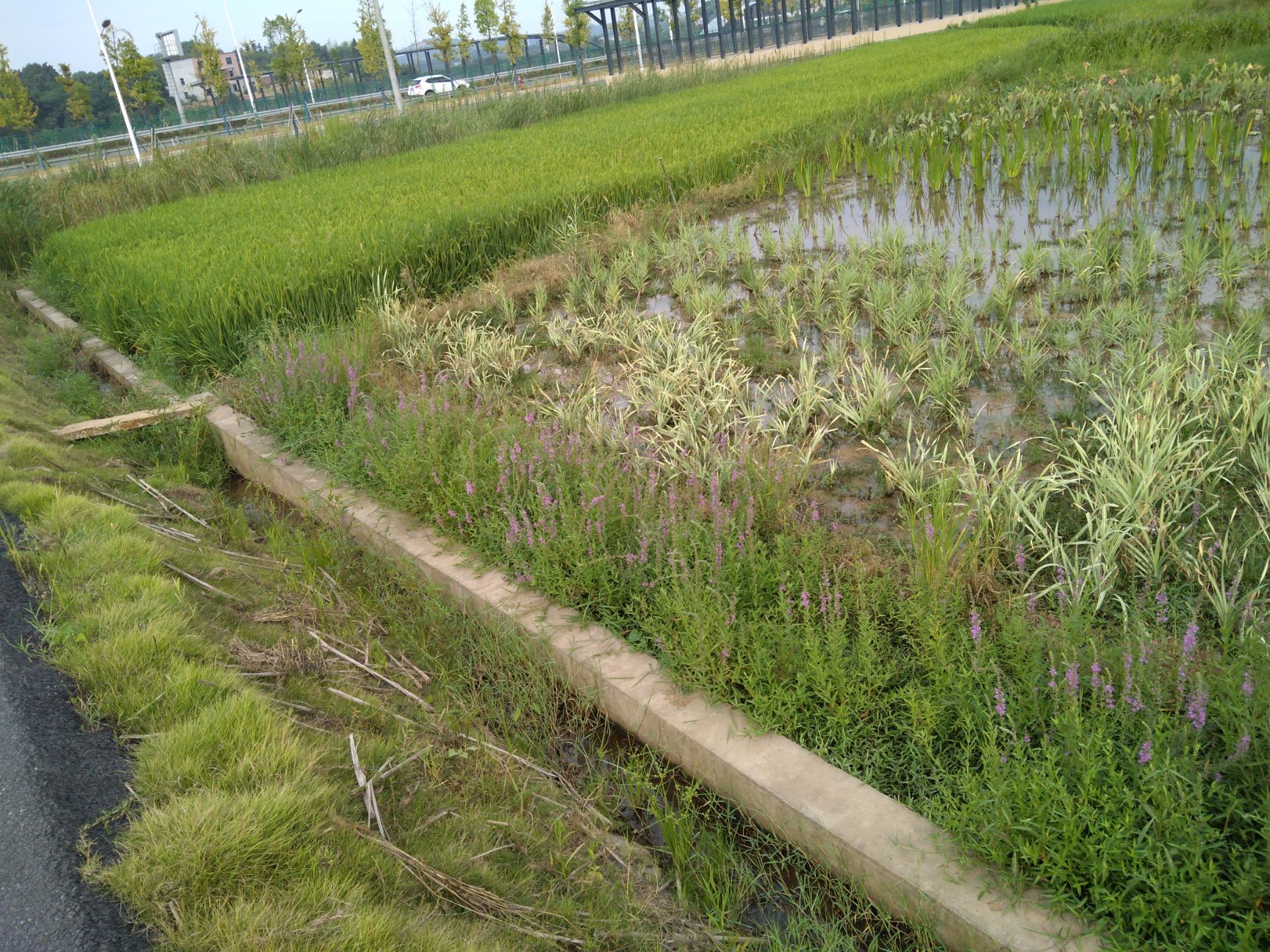 紫柄芋 紫芋