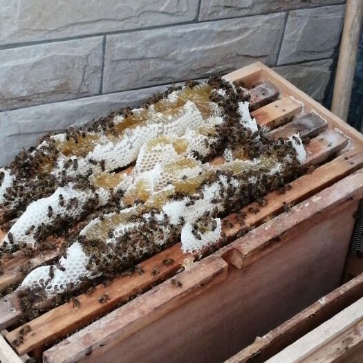 高州市荔枝蜜  农村农家人自养蜜蜂蜂蜜，位于广东高州市，以荔枝龙眼蜜为主。