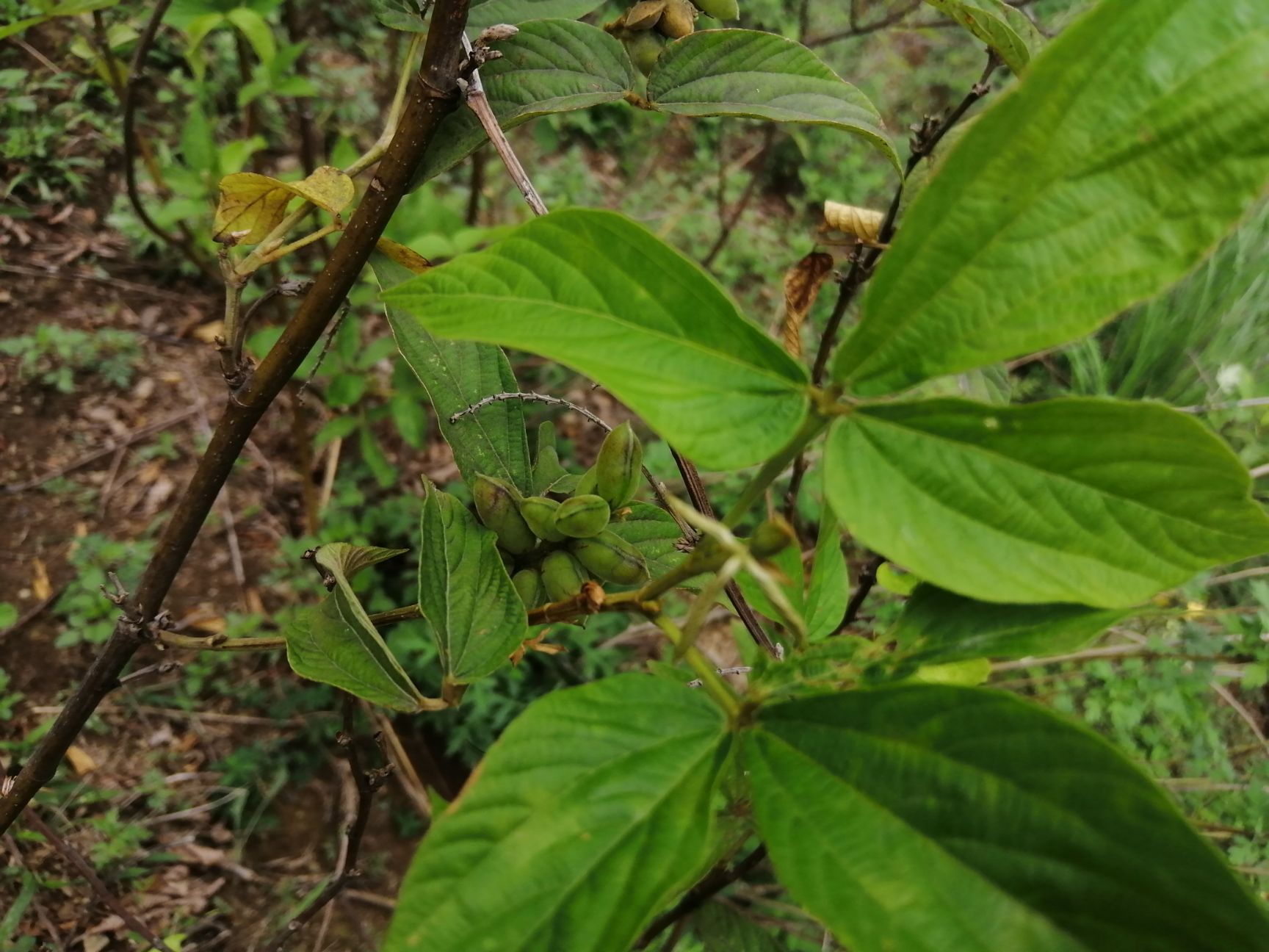  本地有大量千斤拔，整片山都是这种药材，的