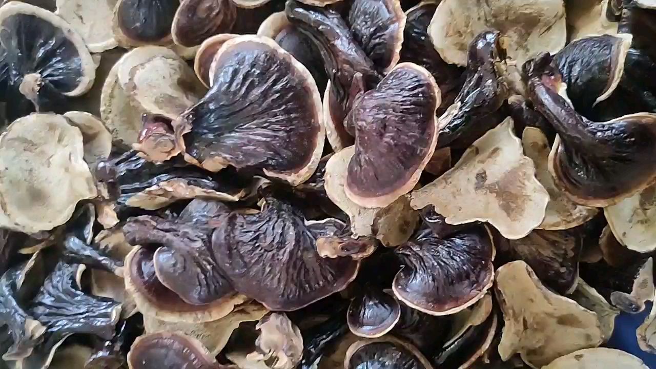 金边灵芝，黑灵芝不苦口感好菌香味浓郁金边灵芝，量大优惠