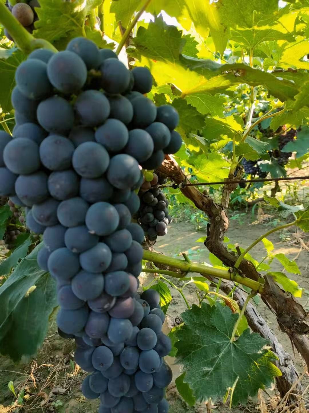 夏黑葡萄  威县陆地，夏黑，京亚，即将上市，大量供应，鲜果，罐头厂，