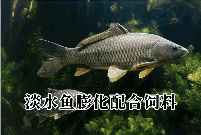 配合饲料  草鱼饲料