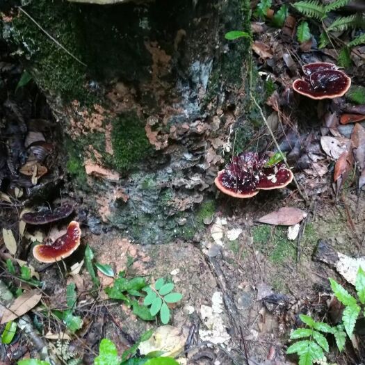 安远县紫灵芝  深山老林灵芝，无人为干预。支持化验