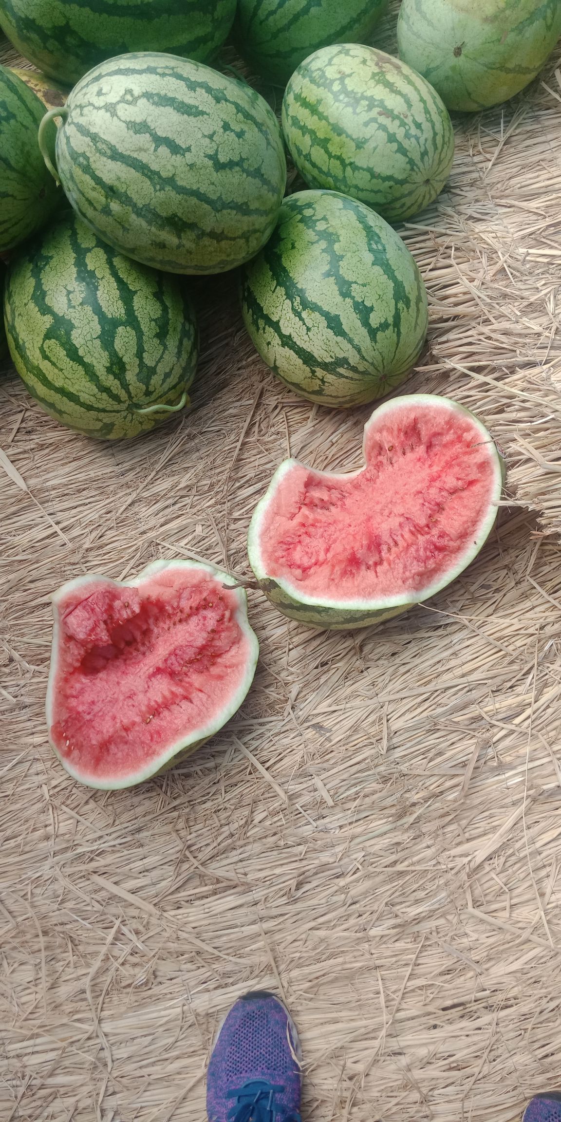 冠龙西瓜大量上市，基地直供