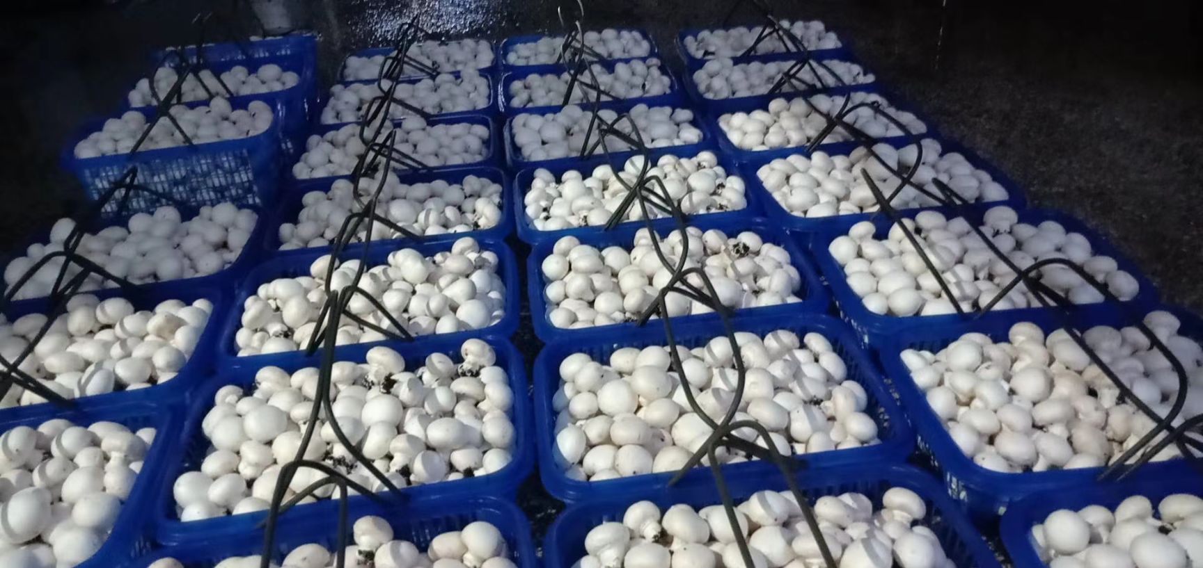 双鲍菇，长期大量供应优质鲜，干，盐渍杏鲍菇