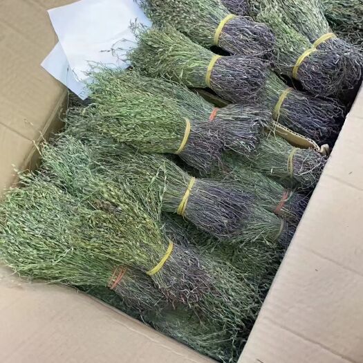 瑞丽市 独脚金