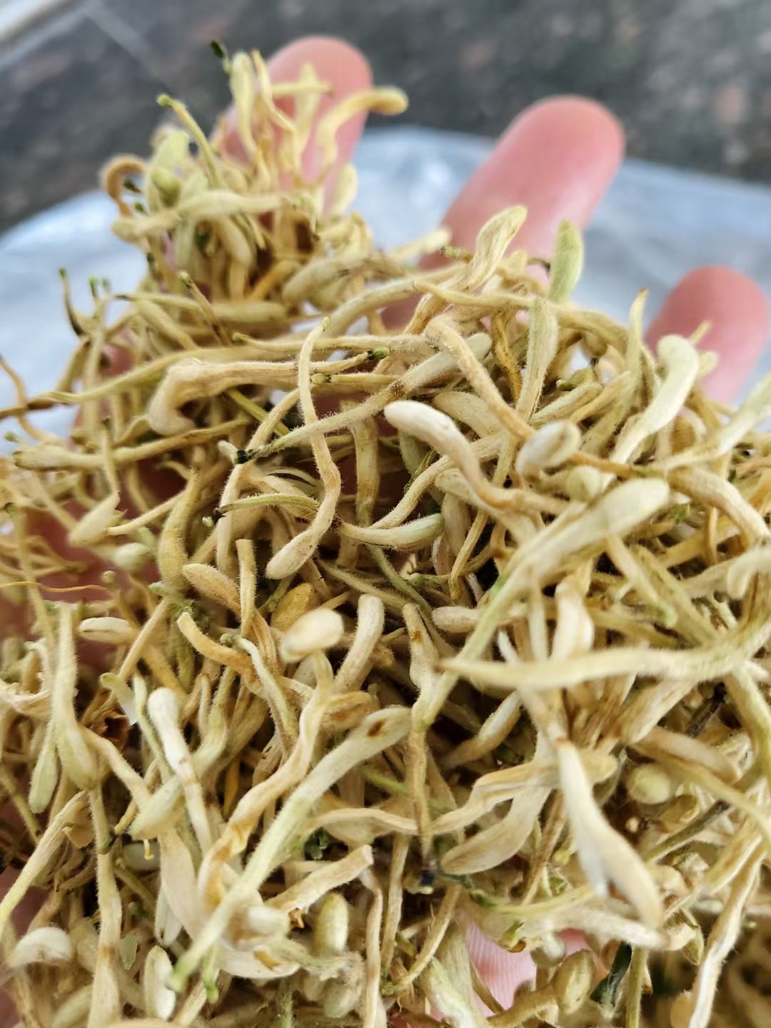 金银花茶
