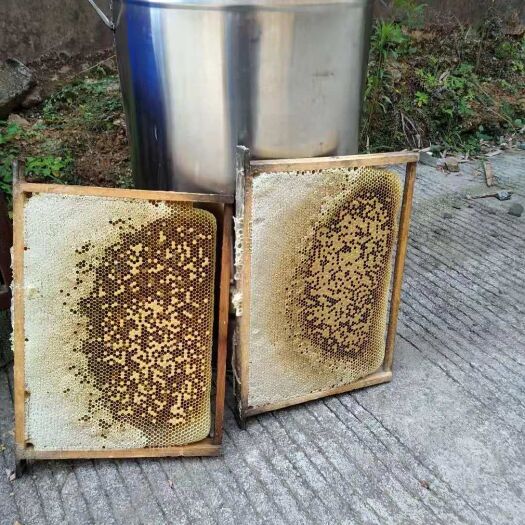 乐昌市自家养的土蜂蜜