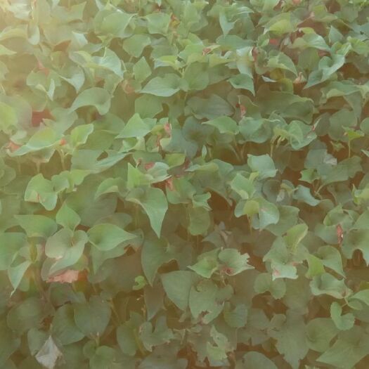惠东县 大量批发鱼腥草根，产地直供。