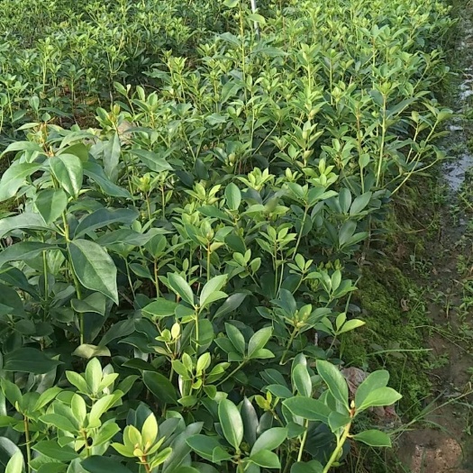 苍梧县八角树苗  正宗古龙八角嫁接苗