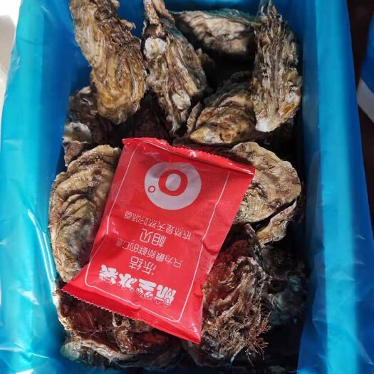 长海县三倍体生蚝  三培体生蚝
