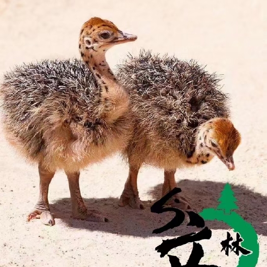 佛山鸵鸟苗！食草动物！养殖成本低收益高！成年300斤