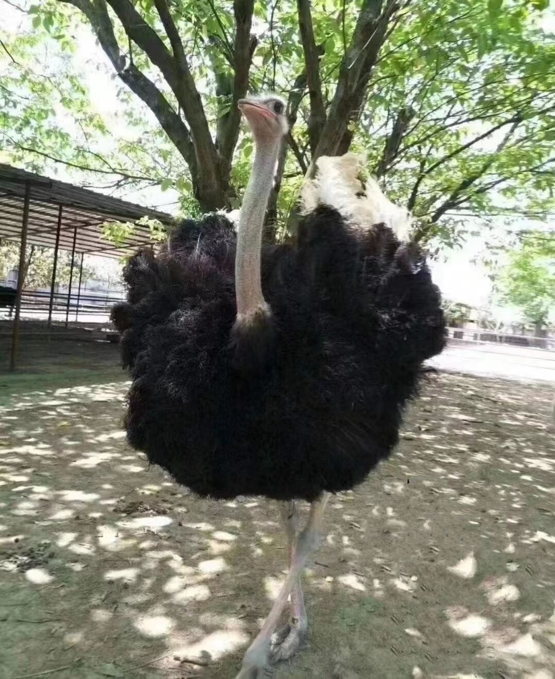 人工飼養(yǎng)鴕鳥，非洲鴕鳥，好飼養(yǎng)，吃青草青菜