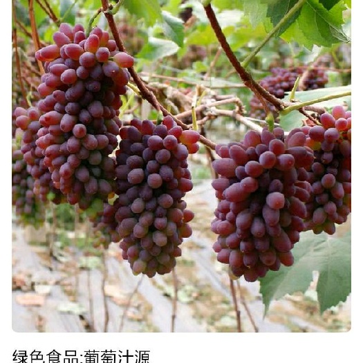 上杭县夏黑葡萄  绿色食品:葡萄美酒夜光杯