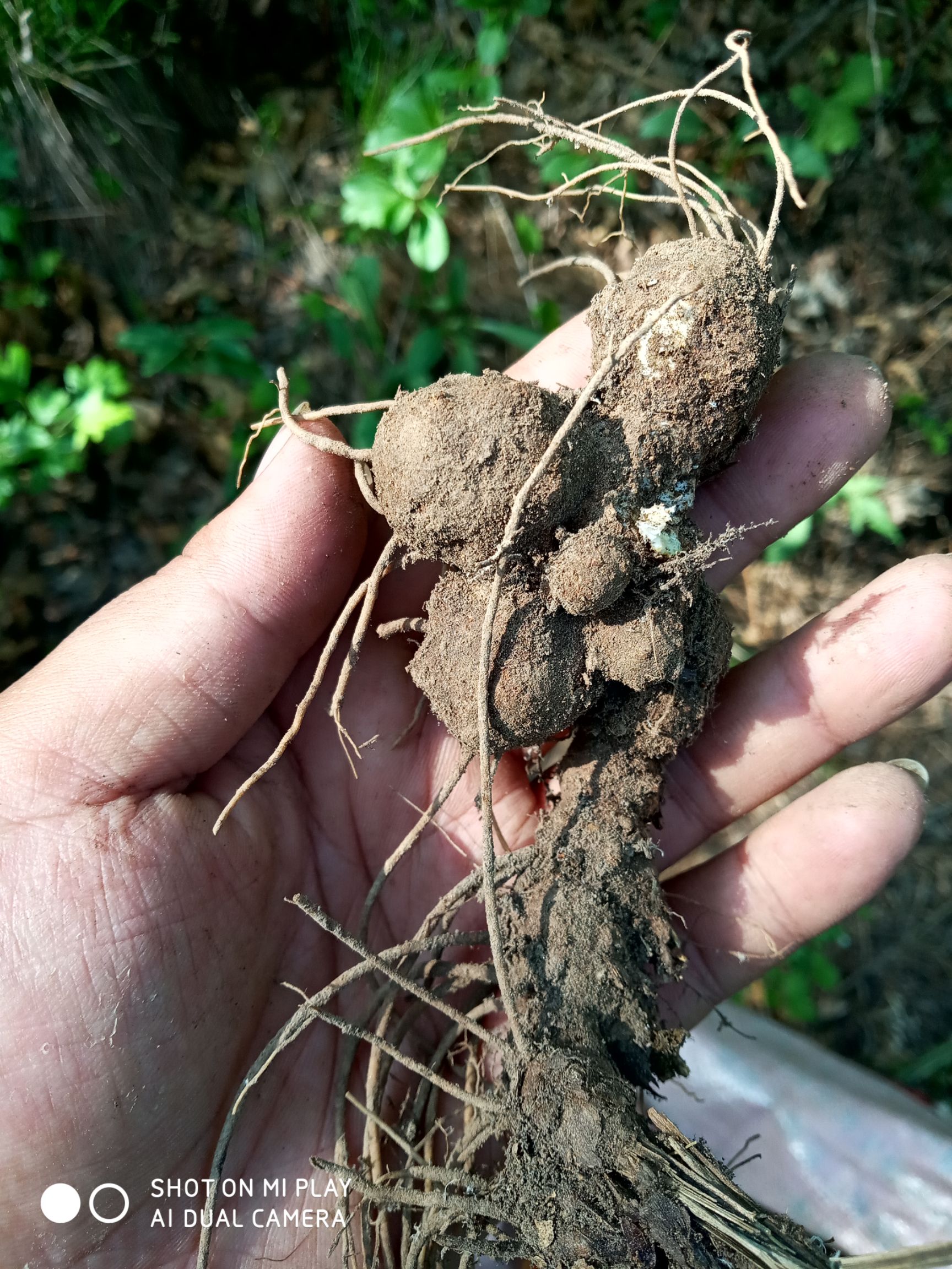 苍术种苗  一年生北苍术苗 精选  基地直发