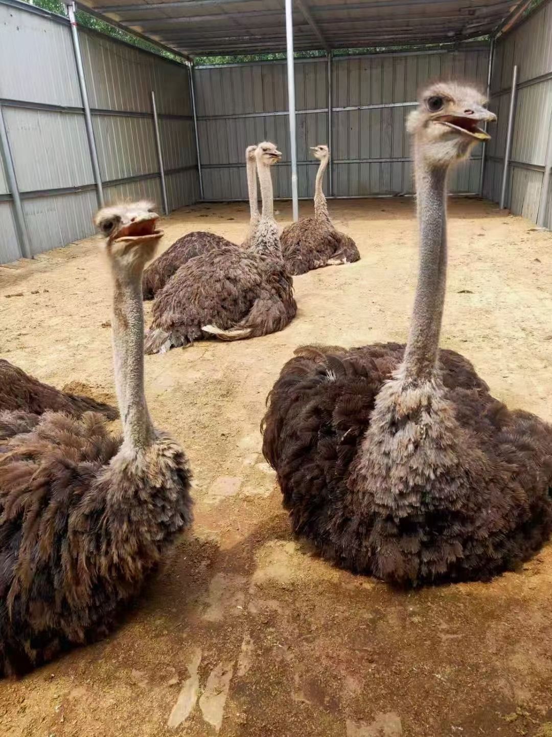 人工飼養(yǎng)鴕鳥，非洲鴕鳥，好飼養(yǎng)，吃青草青菜