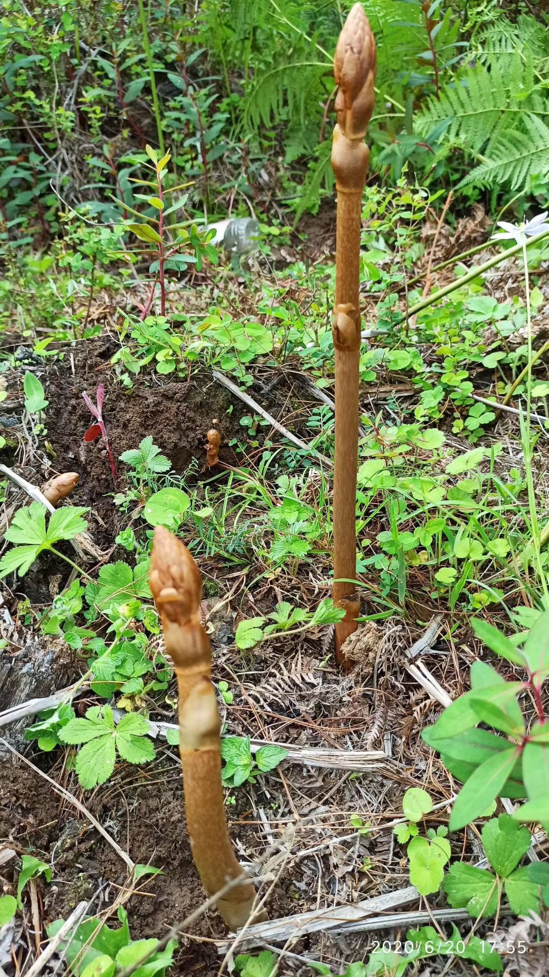 天麻 天麻  一手货源 西藏产地直发 质量保证