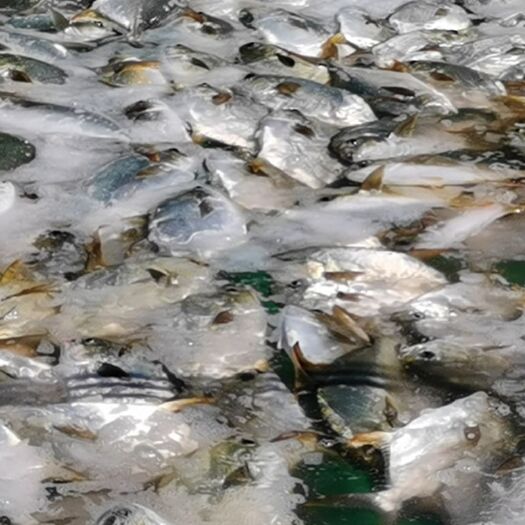 阳西县新鲜深海养殖金鲳鱼