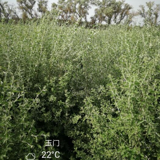 玉门市 2年沙枣苗
