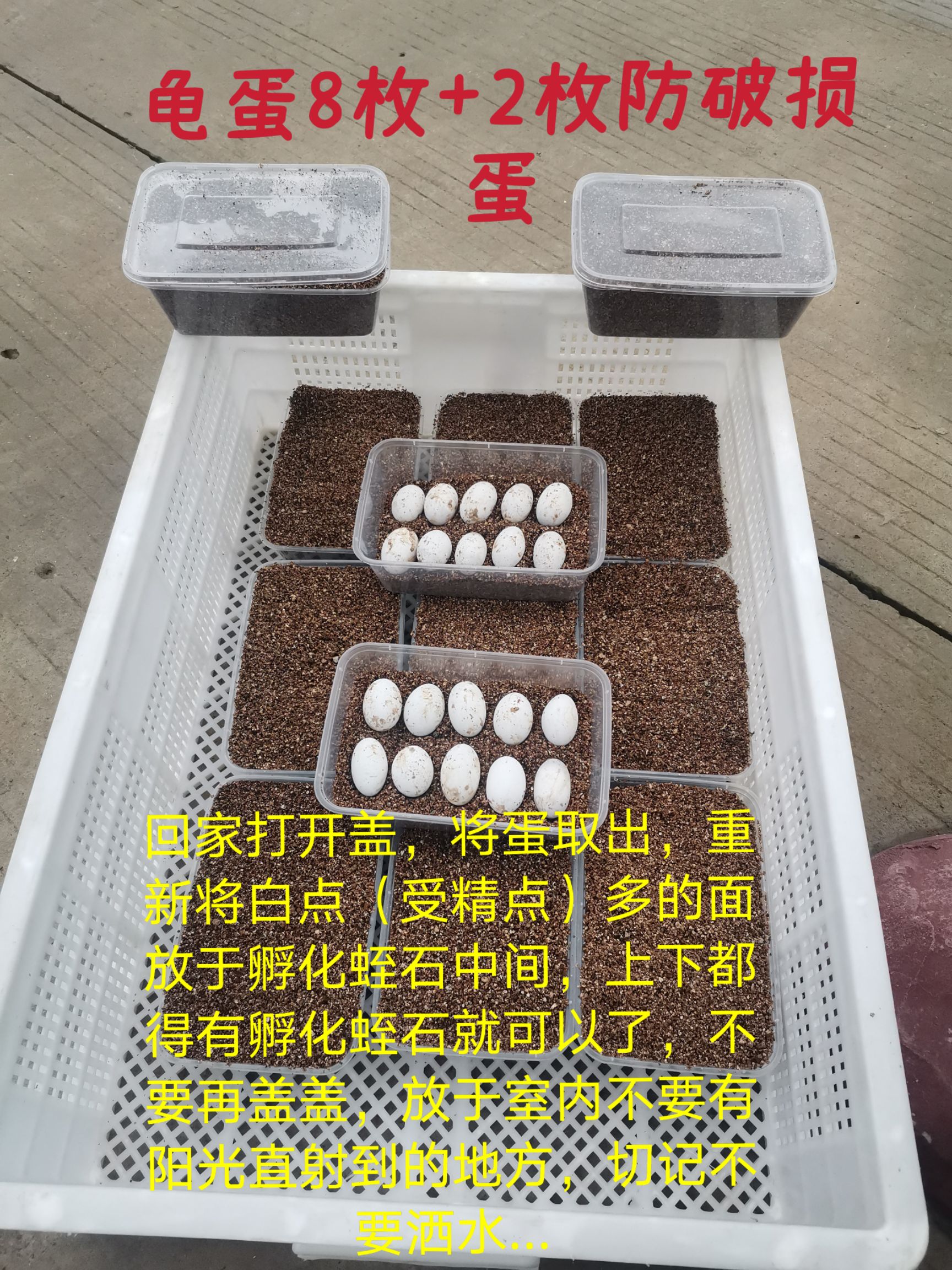 乌龟蛋  苏北金线草龟蛋8枚+2枚运损蛋，免费赠送孵化蛭石