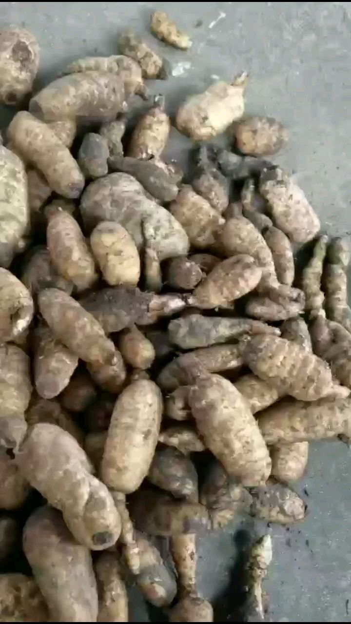 天麻 天麻  一手货源 西藏产地直发 质量保证