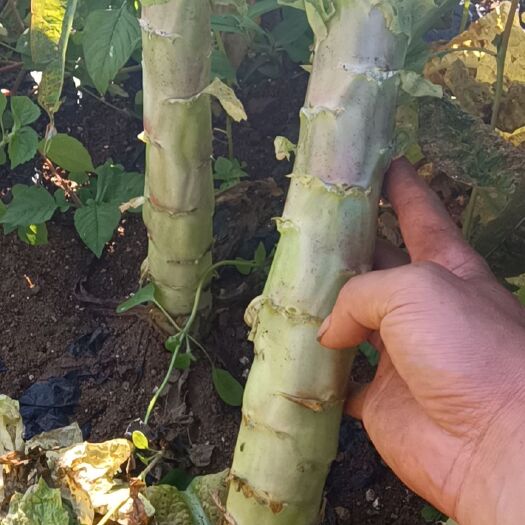 毕节红叶莴笋  贵州精品莴笋红尖叶大量上市中