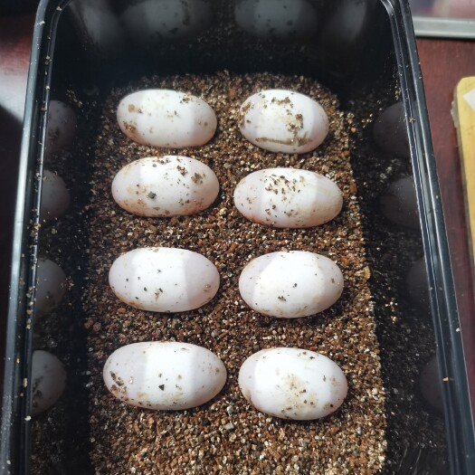 宝应县乌龟蛋  苏北金线草龟蛋8枚+2枚运损蛋，免费赠送孵化蛭石