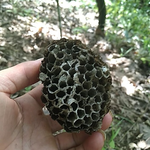 西林县蜂房