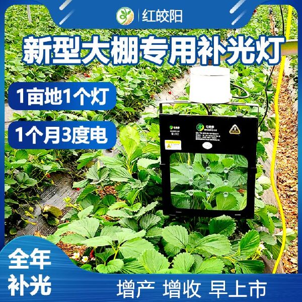 植物补光灯  红皎阳激光植物生长灯大棚补光灯温室蓝莓无花果仿