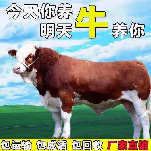 亳州出售肉牛 西门塔尔牛犊  杂交牛 涨势快 提供技术指导服务