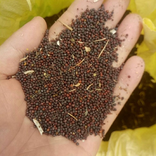 临城县自家承包精品油菜籽