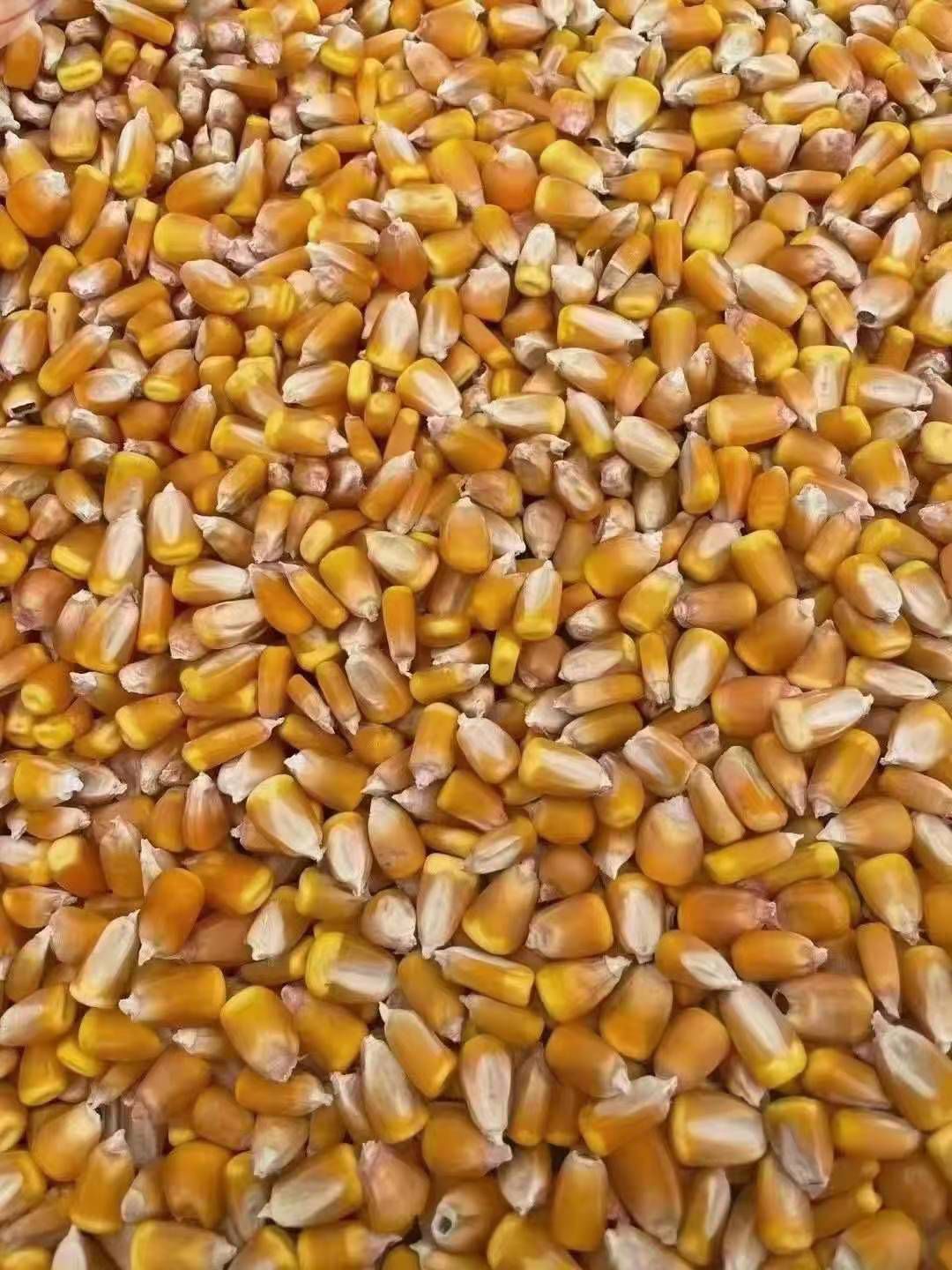 干玉米  硬粒玉米净粮，一级，容重730