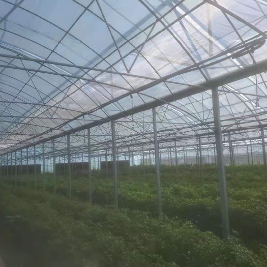 九江种植大棚  联动大棚出租，外遮阳，风帘，喷灌，水路电都通九江市濂溪区