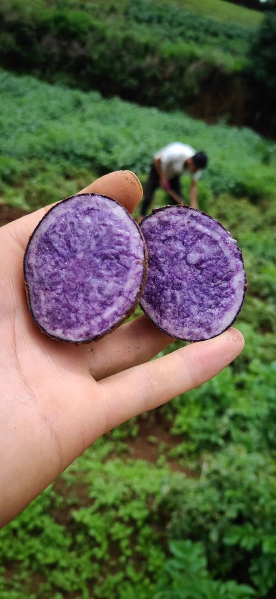 黑土豆 生长在大理海拔3000+的高山土豆中的贵族 电商生鲜来洽谈