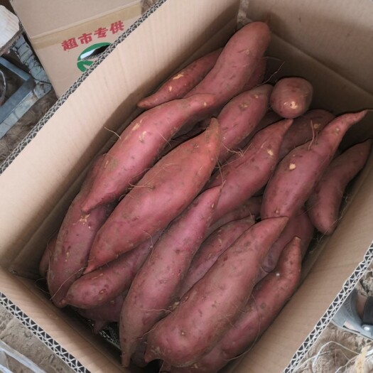 开封 新龙薯九号大量上市