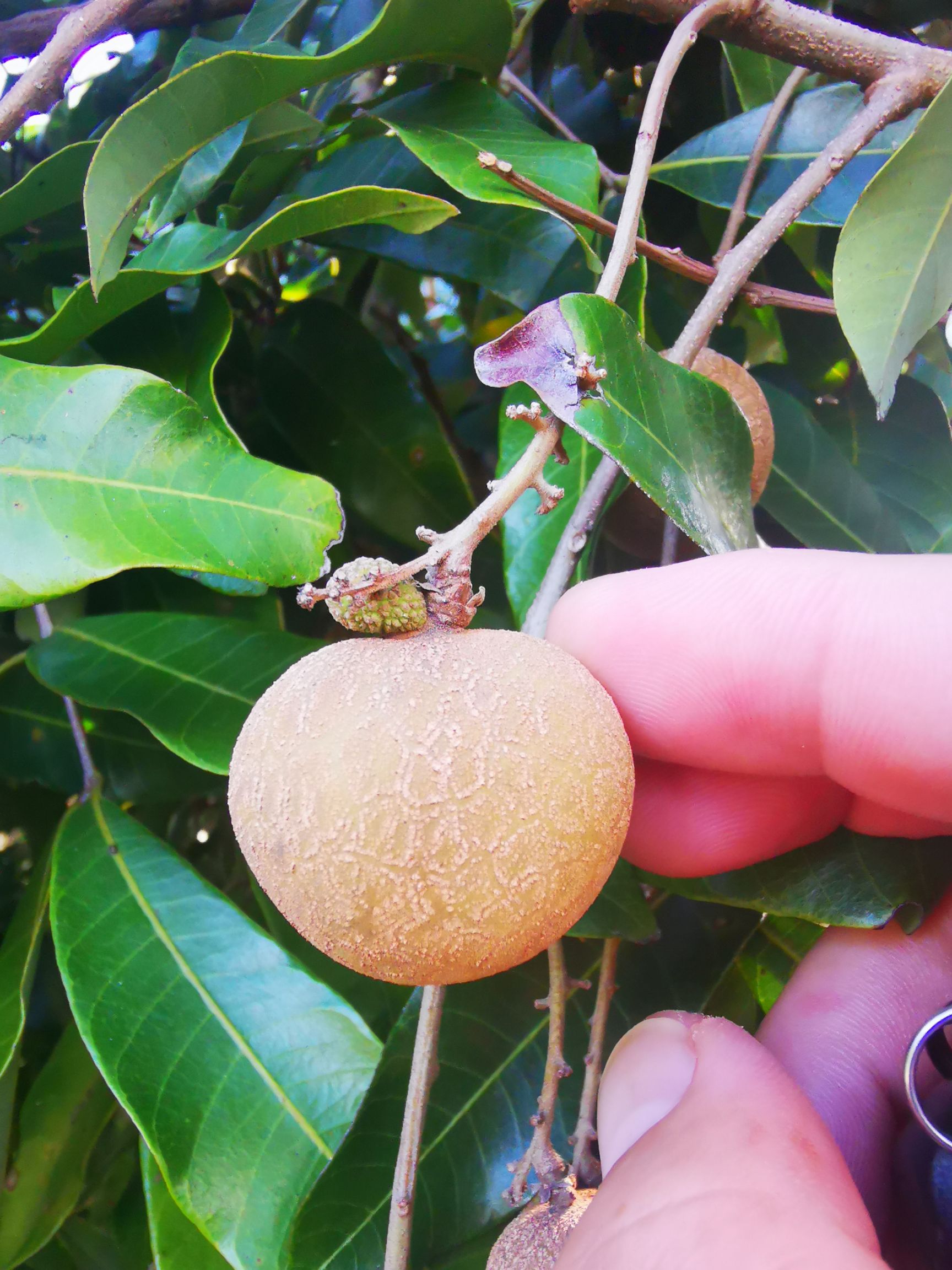  特大龙眼特级果自家果地产